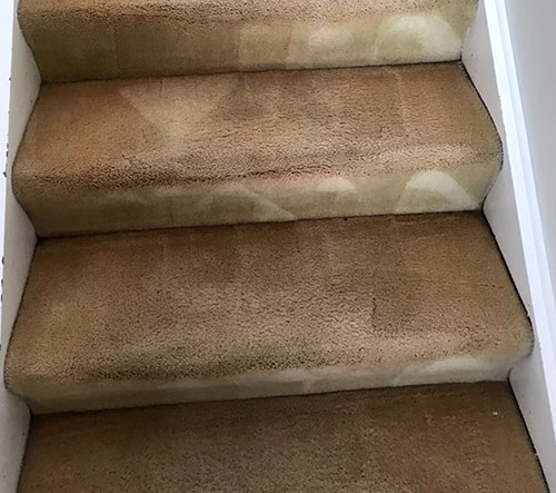 Carpet before and after professional cleaning showing restored colour and thorough drying results
