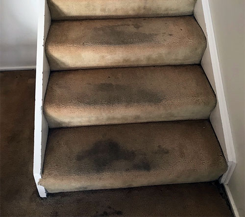 Comparison of carpet before and after professional cleaning, demonstrating carpet restoration and drying results